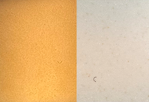 Side-by-side comparison of two microscope images: the left shows a yellowish background with a small dark squiggle, and the right shows a pale background with a similar small dark squiggle.